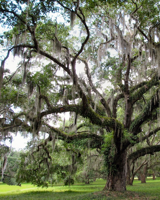 FOFR_oak_moss_nocover Live Oak with moss
