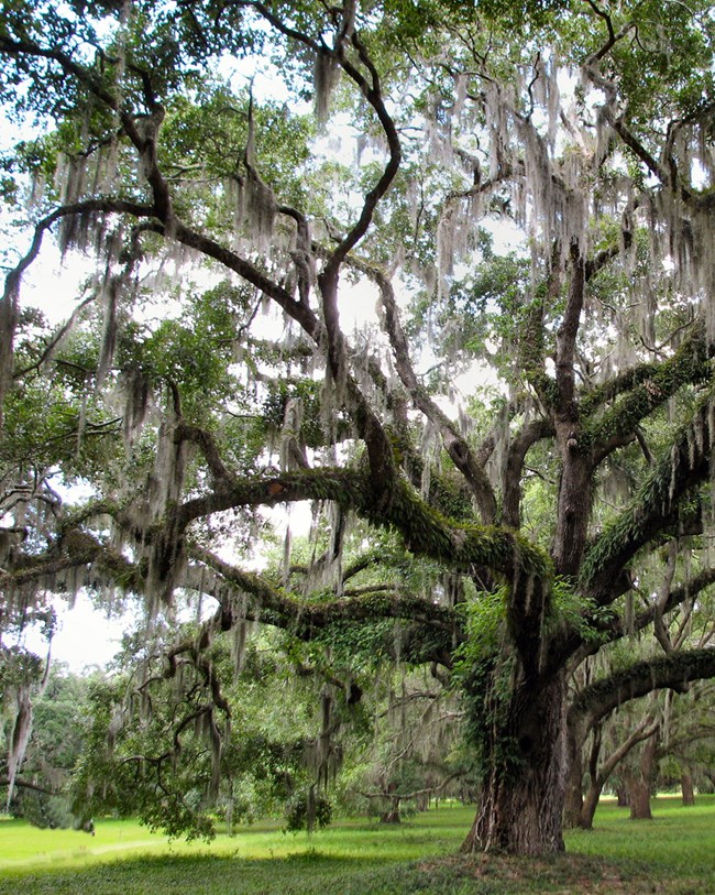 Live Oak with moss