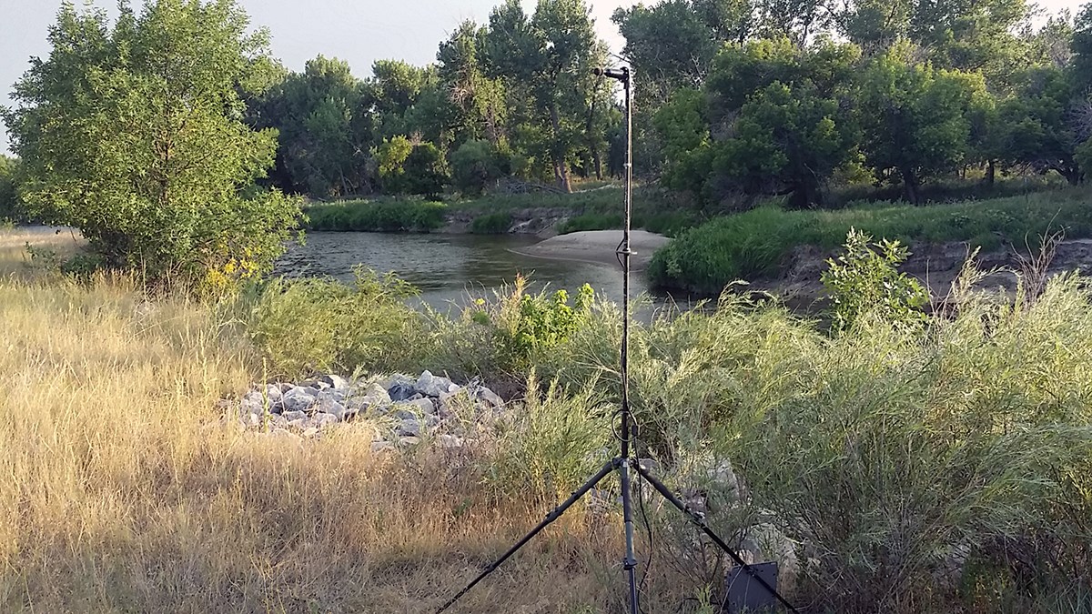 Acoustic monitoring station set up in a riparian area Bat acoustic monitoring equipment on a tripod on a grassy bank of a river