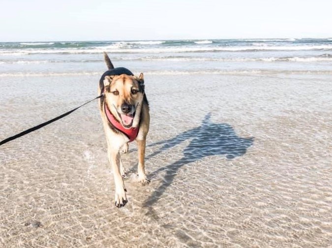 Bark Ranger Fort Matanzas Image of a dog on leash on Fort Matanzas beach.