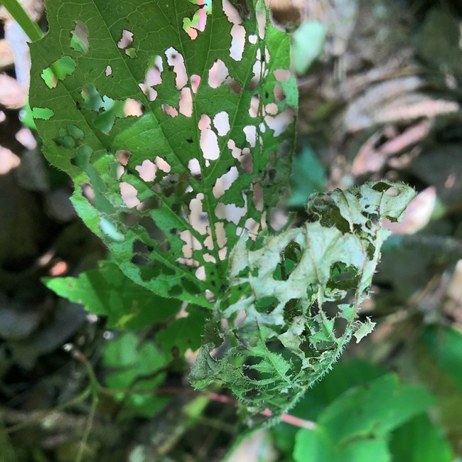 Closeup of a viburnum leaf full of holes.