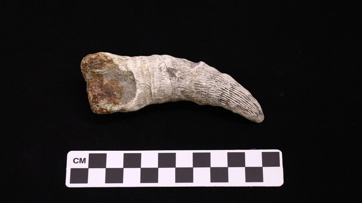 FOST-11522-3 A horn-shaped smallish rock