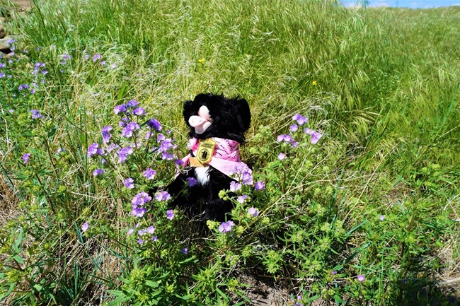 FP 13 Stufffed pup sitting with wildflowers