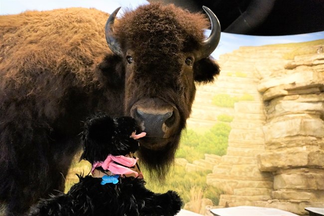 FP 4 stuffed pup with buffalo