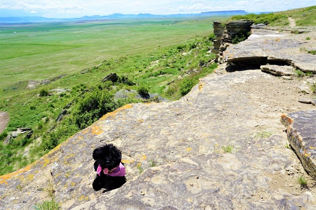 stuffed pup on rocky cliff