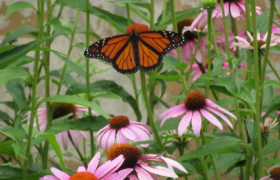 Monarch butterfly on flowers