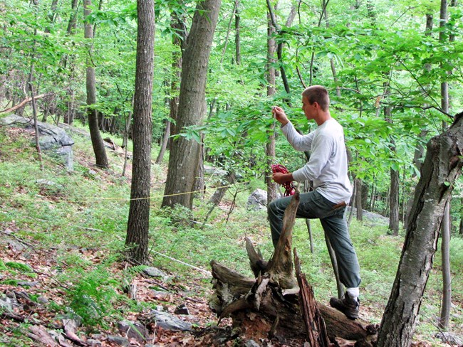 Preparing to collect data A biologist balances on a log in a deciduous forest. He is holding a measuring tape and looking into the distance.