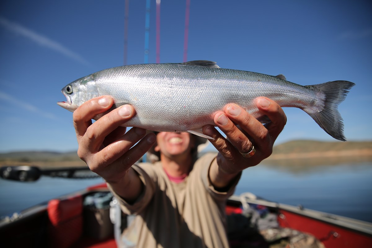 A fisherman holds up a salmon for a photograph in a boat.
