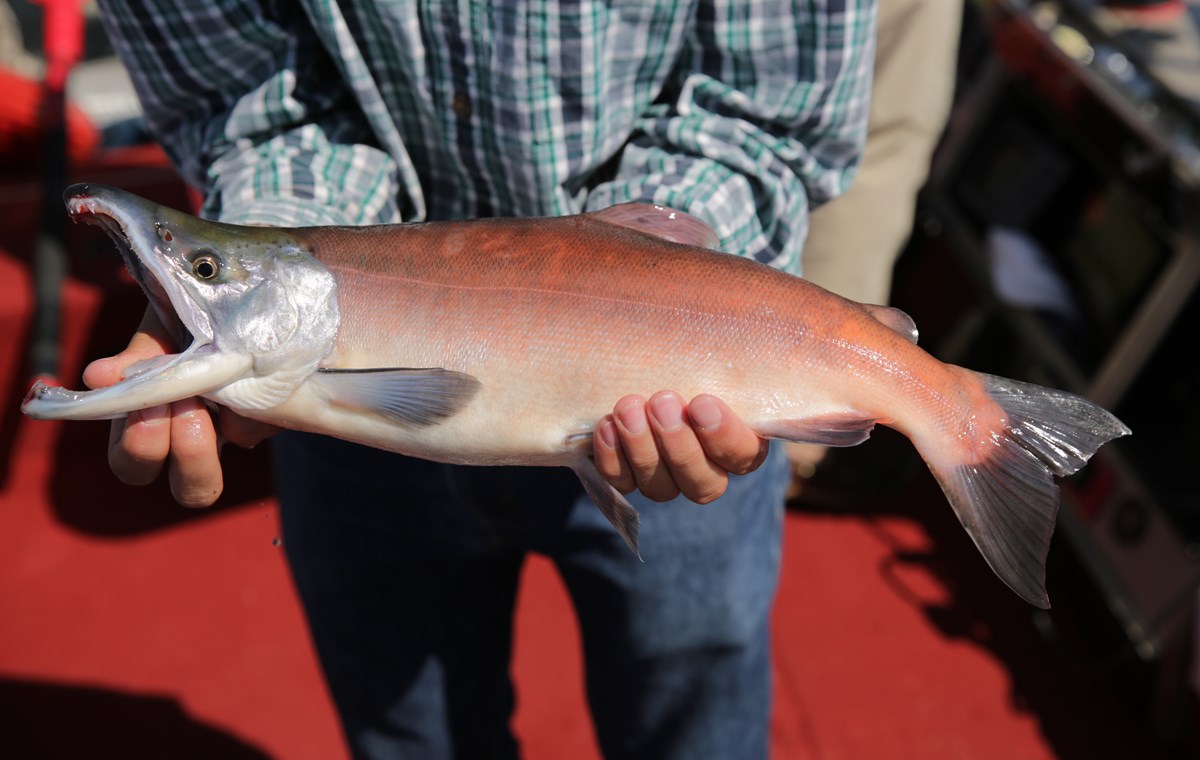 An angler holds up a red kokanee salmon for a photograph in a boat.