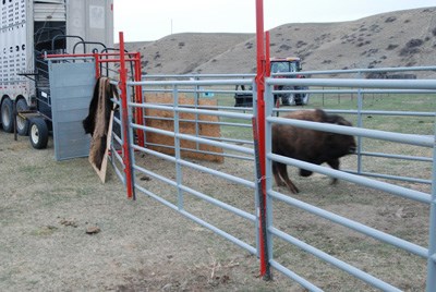 Bison running out of a loading truck to follow the path created by metal fences to it release site