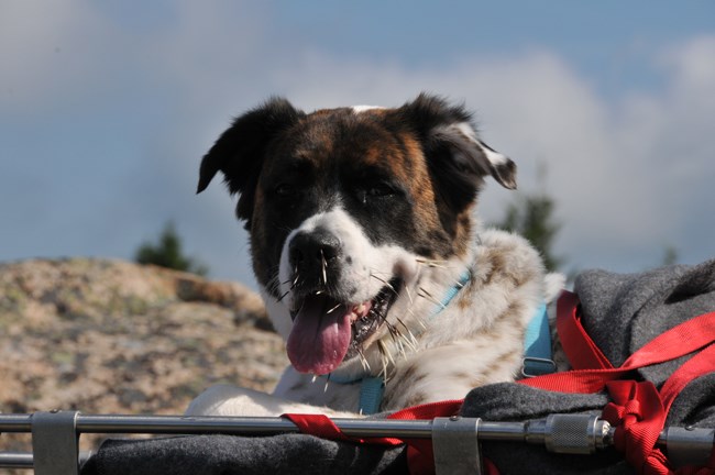 Dog with porcupine quills in its face is strapped to rescue equipment