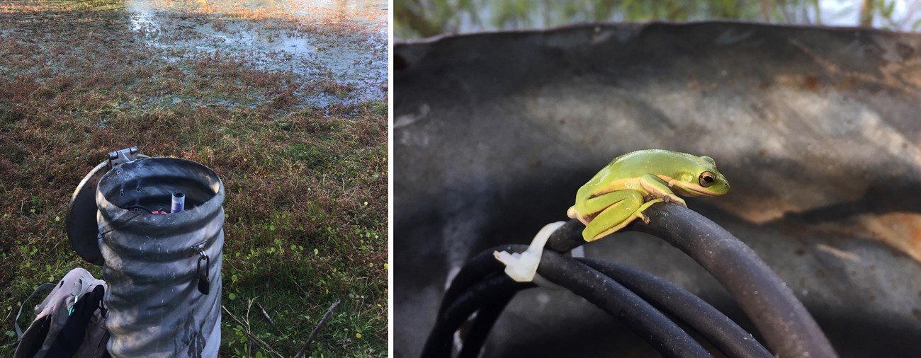 Ground well in the foreground on the left, green tree frog on a hose on the right.