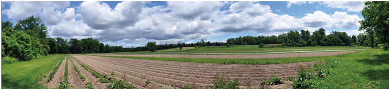 Rows tilled into soil of an agricultural field