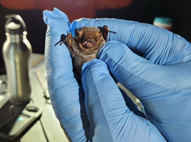 Bat Two gloved hands hold a small bat with its mouth open and fangs showing.