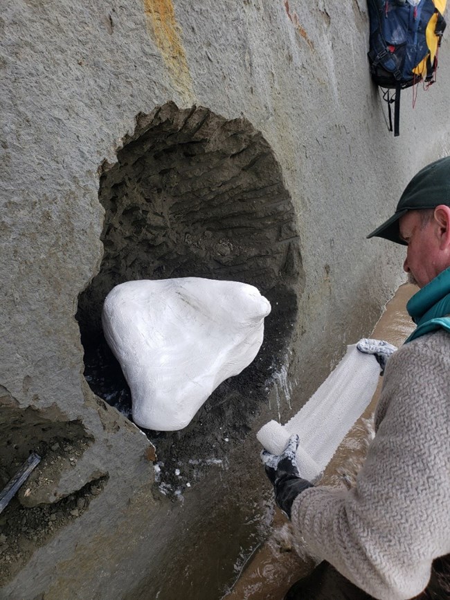 Fig 1 - GEWA fossil dolphin a person making a plaster cover on a fossil