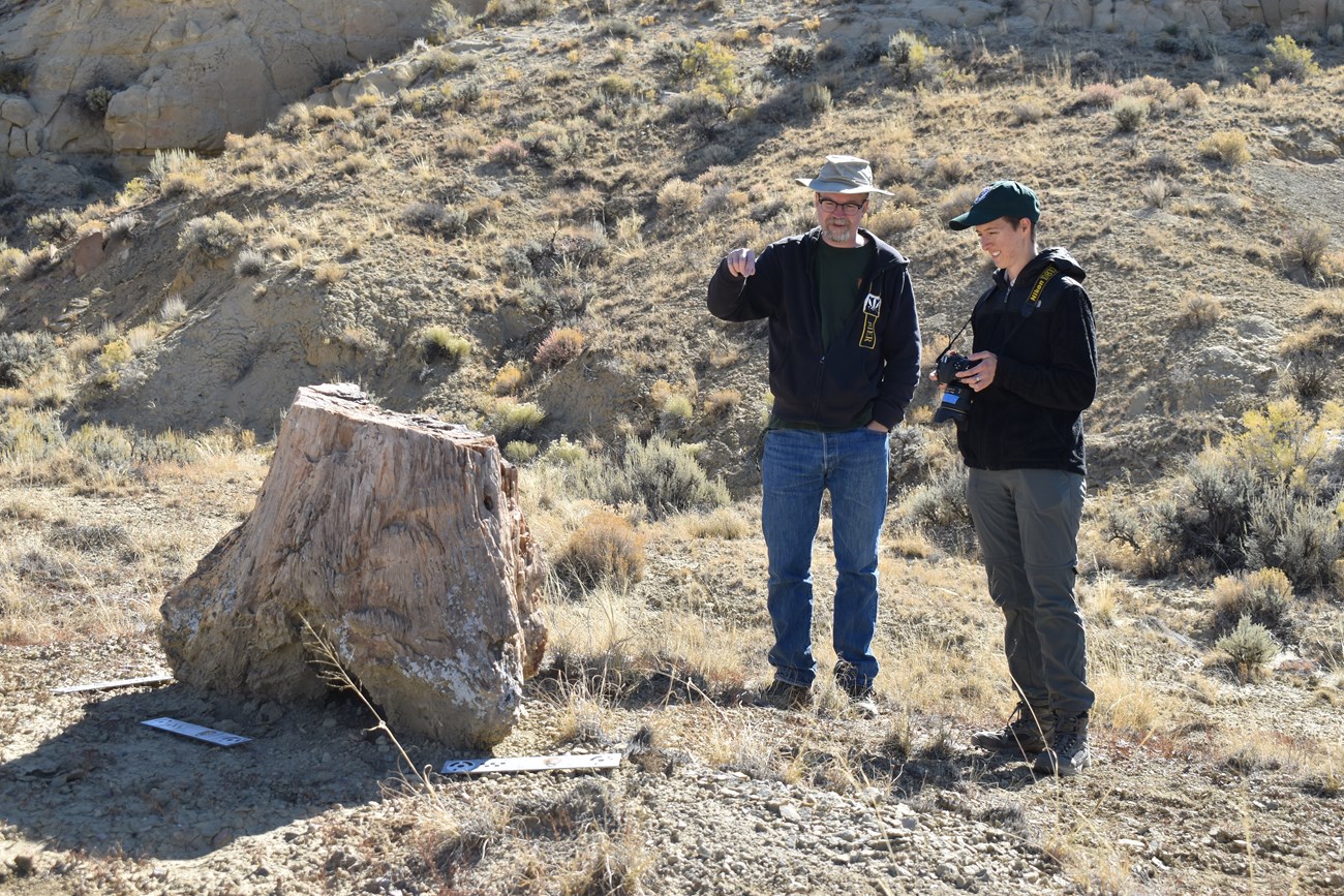 two people examine fossil tree base swell