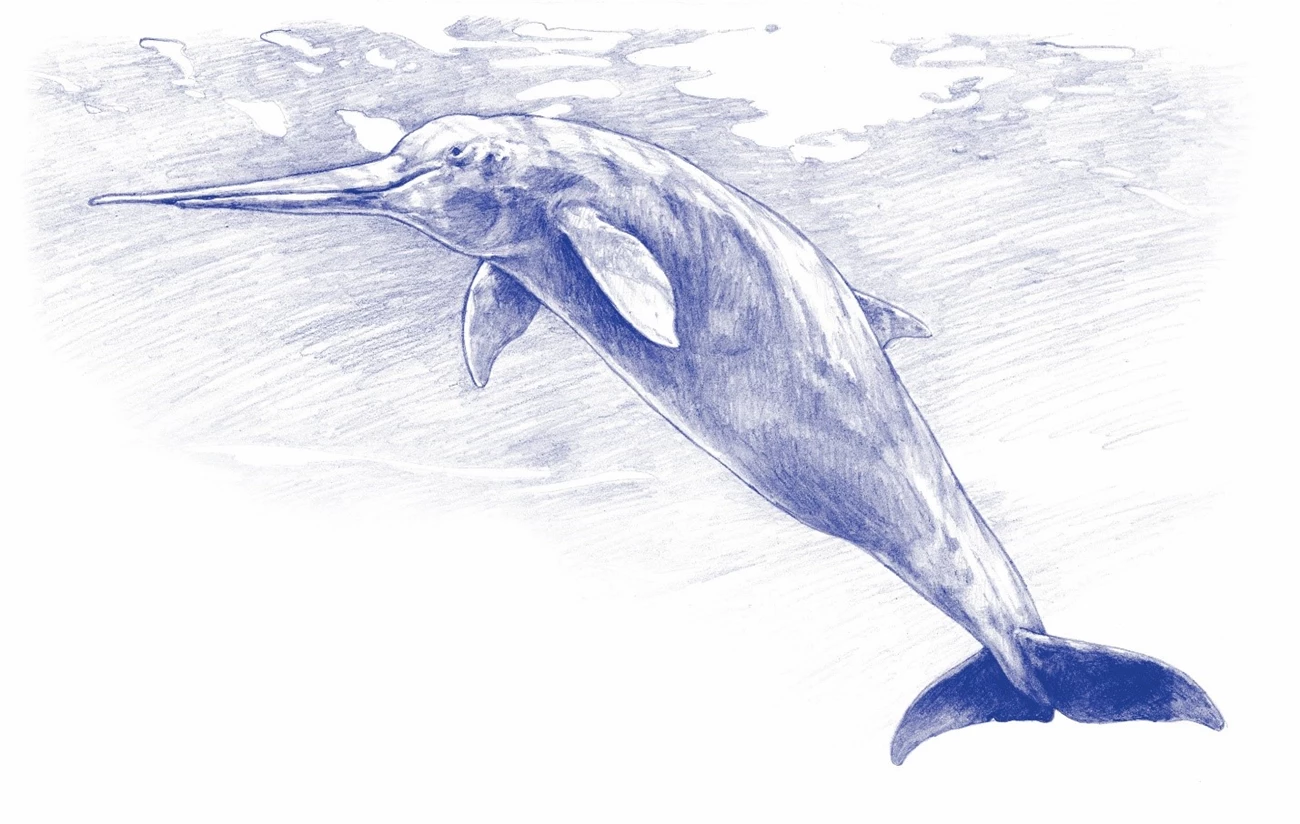 Fig 5 - GEWA fossil dolphin an artist's sketch of a prehistoric dolphin