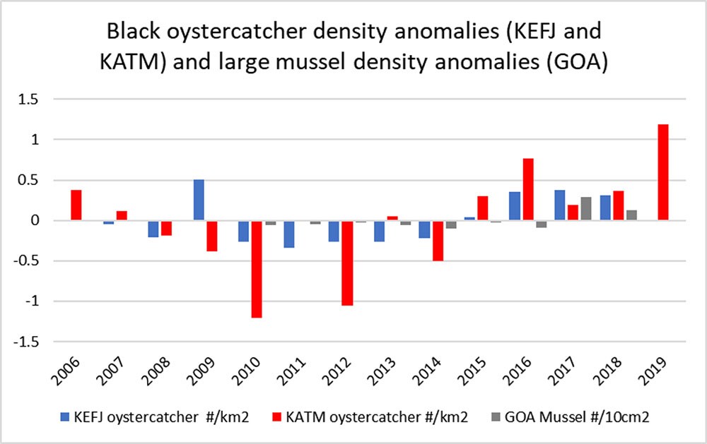 Graph of black oystercatcher density anomalies compared to large kussel density anomalies over time.