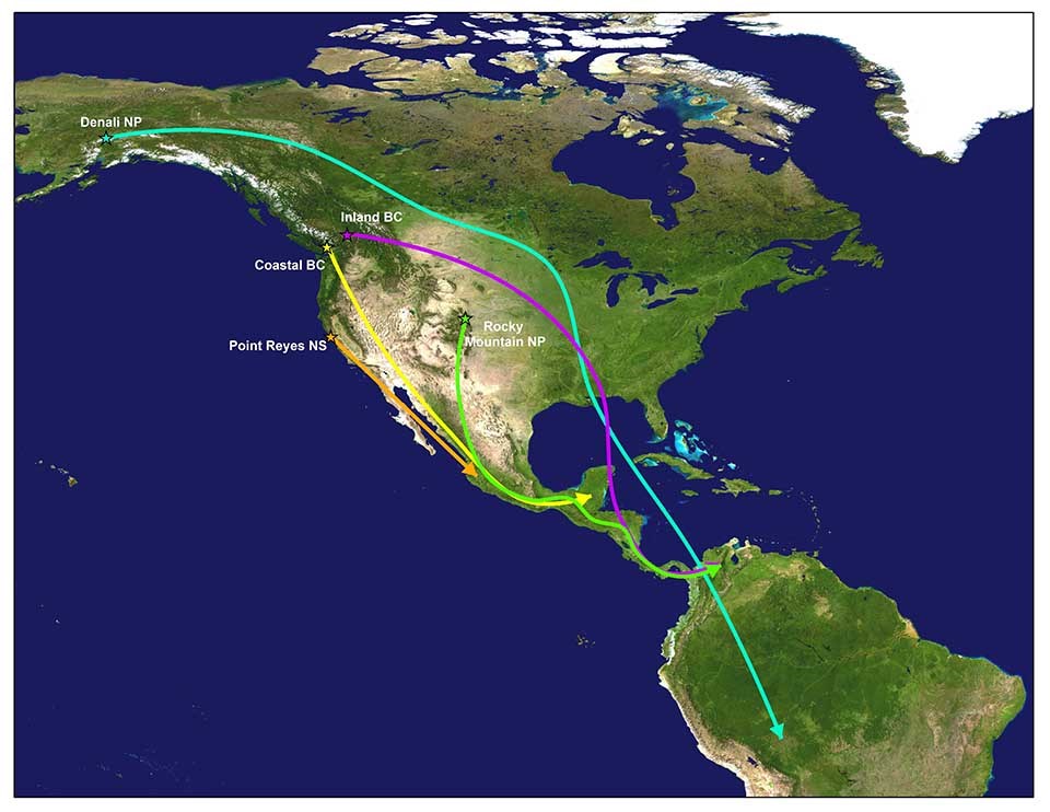 Map of the western hemisphere and the thrush migration routes.