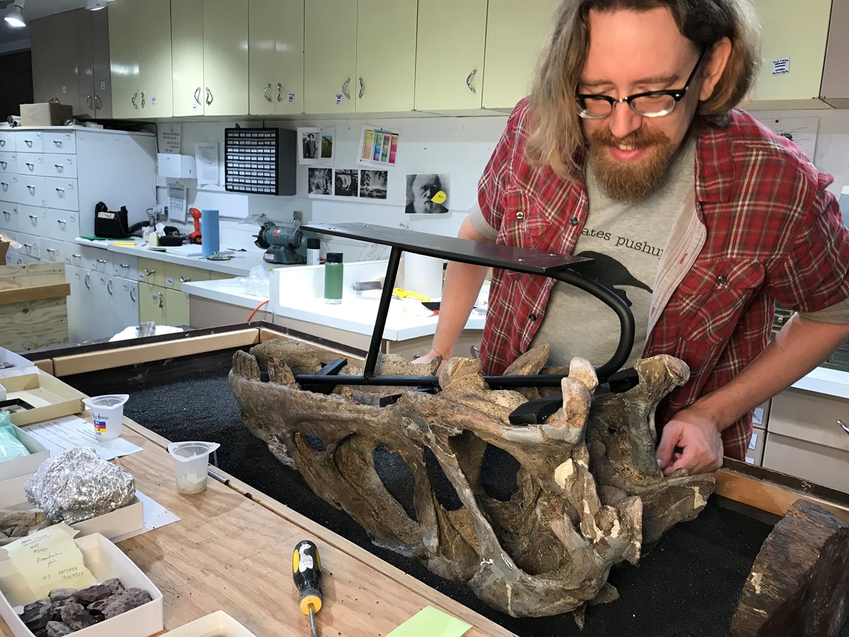 person working on a fossil skull in a laboratory