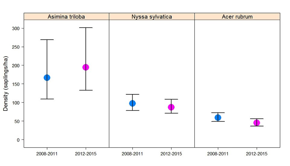 A graph showing trends in sapling density for pawpaw, black gum, and red maple.