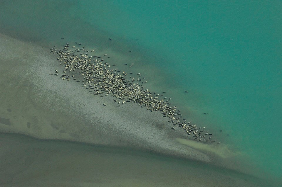 Aerial view of harbor seals congregating along a river.