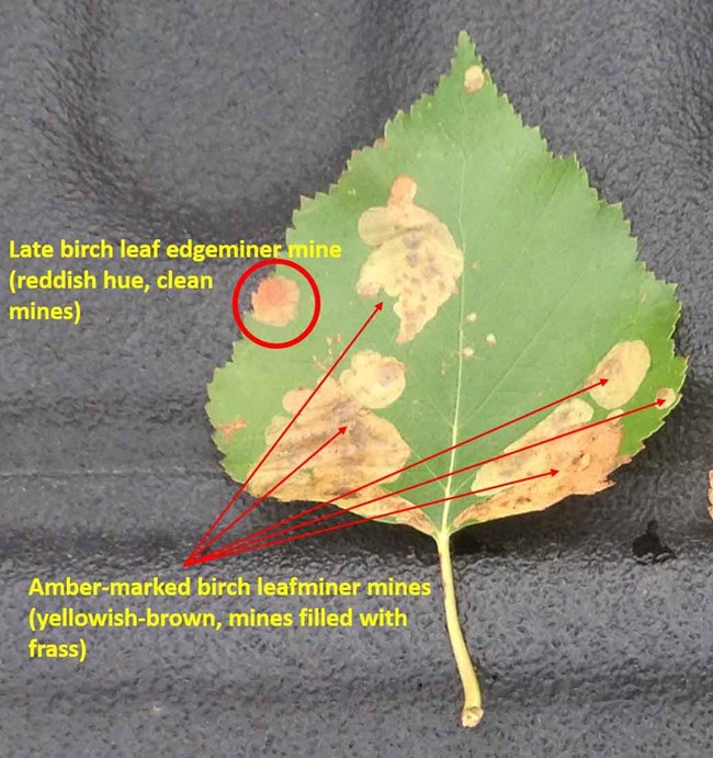A poplar leaf showing two kinds of leaf miner damage.