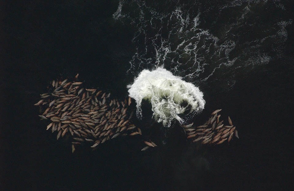 Sea lions grouped in Sitka Sound in the winter with large ice bergs.