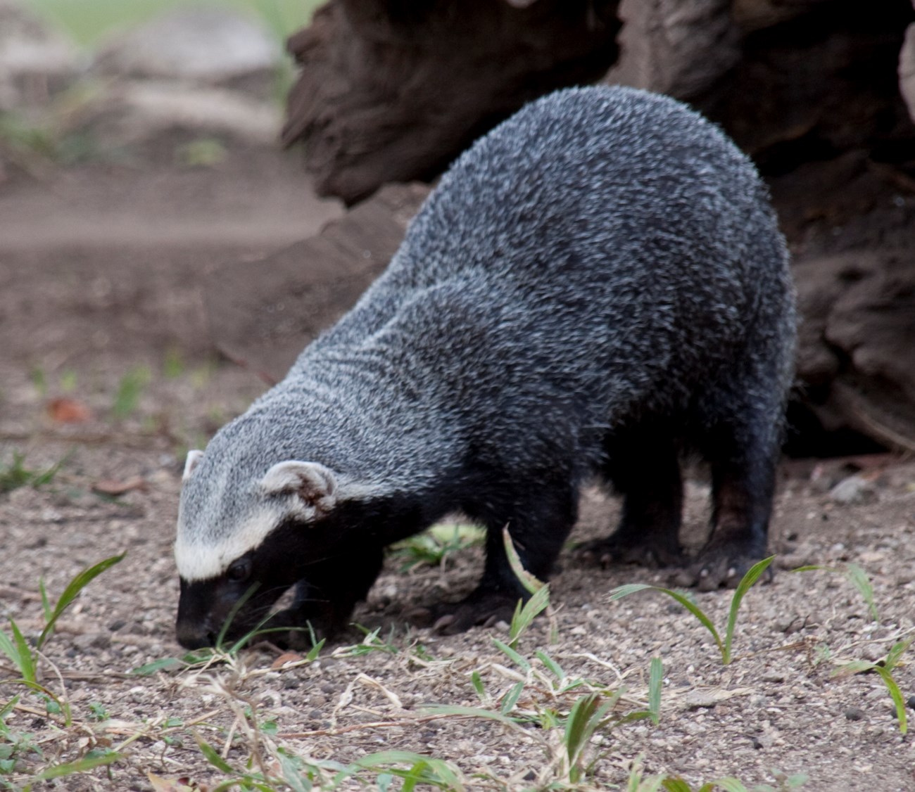 a small badger-like animal with a gradation of black, white, and gray fur. Its nose is to the ground