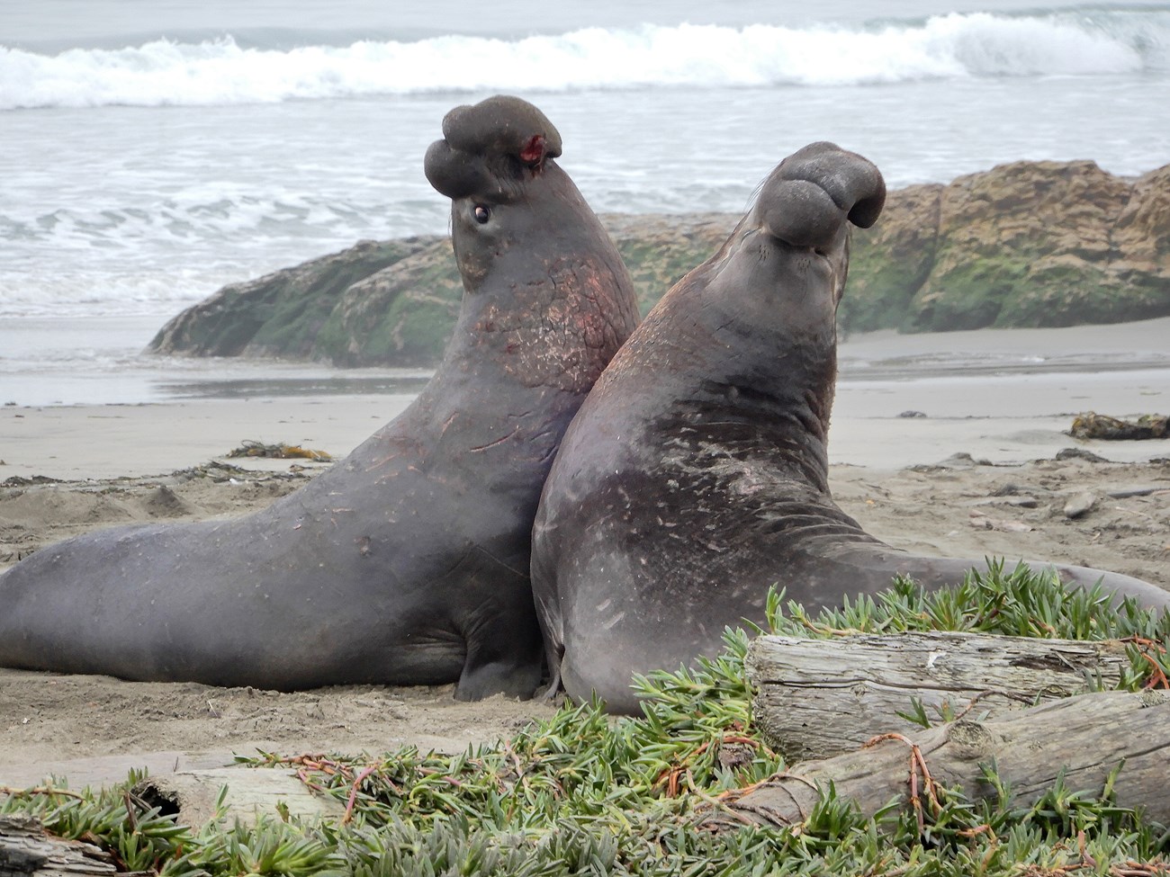 Fighting to establish dominance Two large and bloodied male elephant seals rear up while fighting.