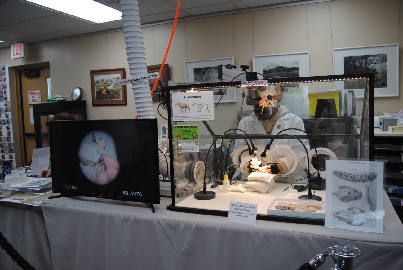 GIP Jessica De Smet working at a fossil preparation chamber