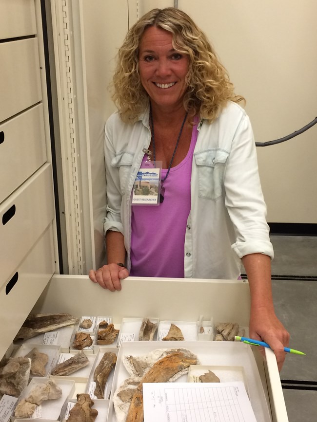 paleontologist with museum fossil collection