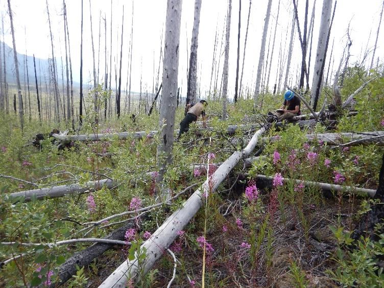 Figure 1.  Monitoring the effects of fire in Wrangell-St. Elias, eight years after the 2009 Chakina fire (NPS photo 2017).