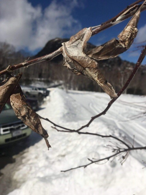 Branches with dry, curled leaves with small insect web