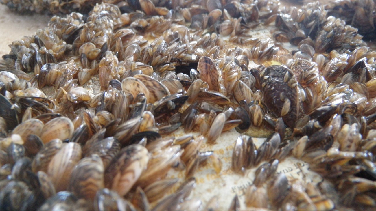 Quagga Mussels