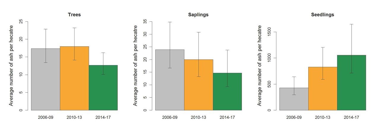 A trio of graphs showing average number of ash per hectare for trees, saplings, and seedlings.