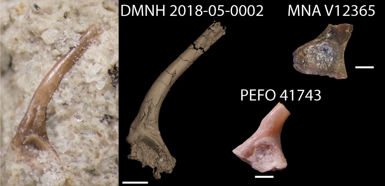 Side views of three fossil frog ilia from the Chinle Formation