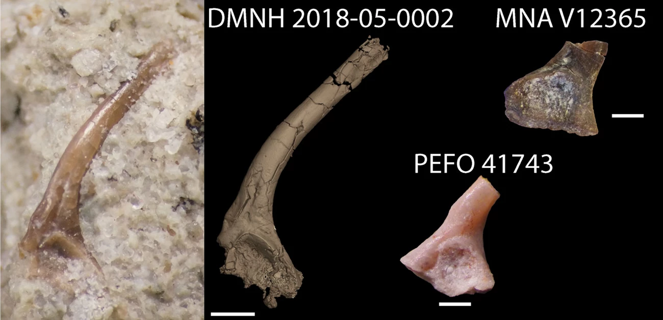 Side views of three fossil frog ilia from the Chinle Formation Side views of three fossil frog ilia from the Chinle Formation
