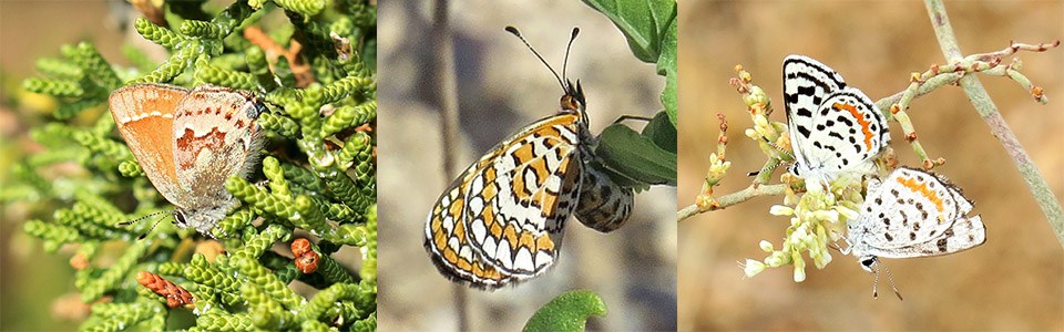 Scientists identify which butterflies are most at risk as the
