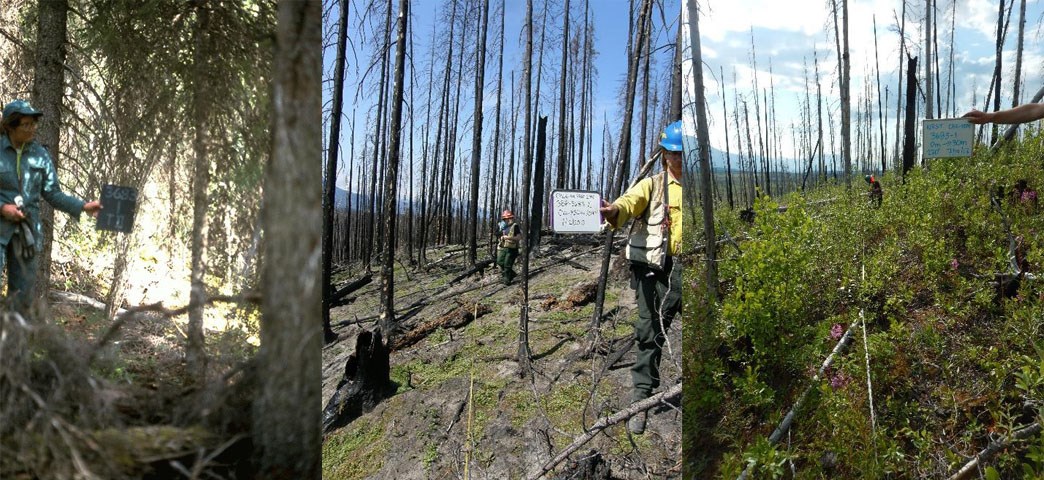 Three photos side-by-side showing pre-fire, 1 and 8 year post fires.