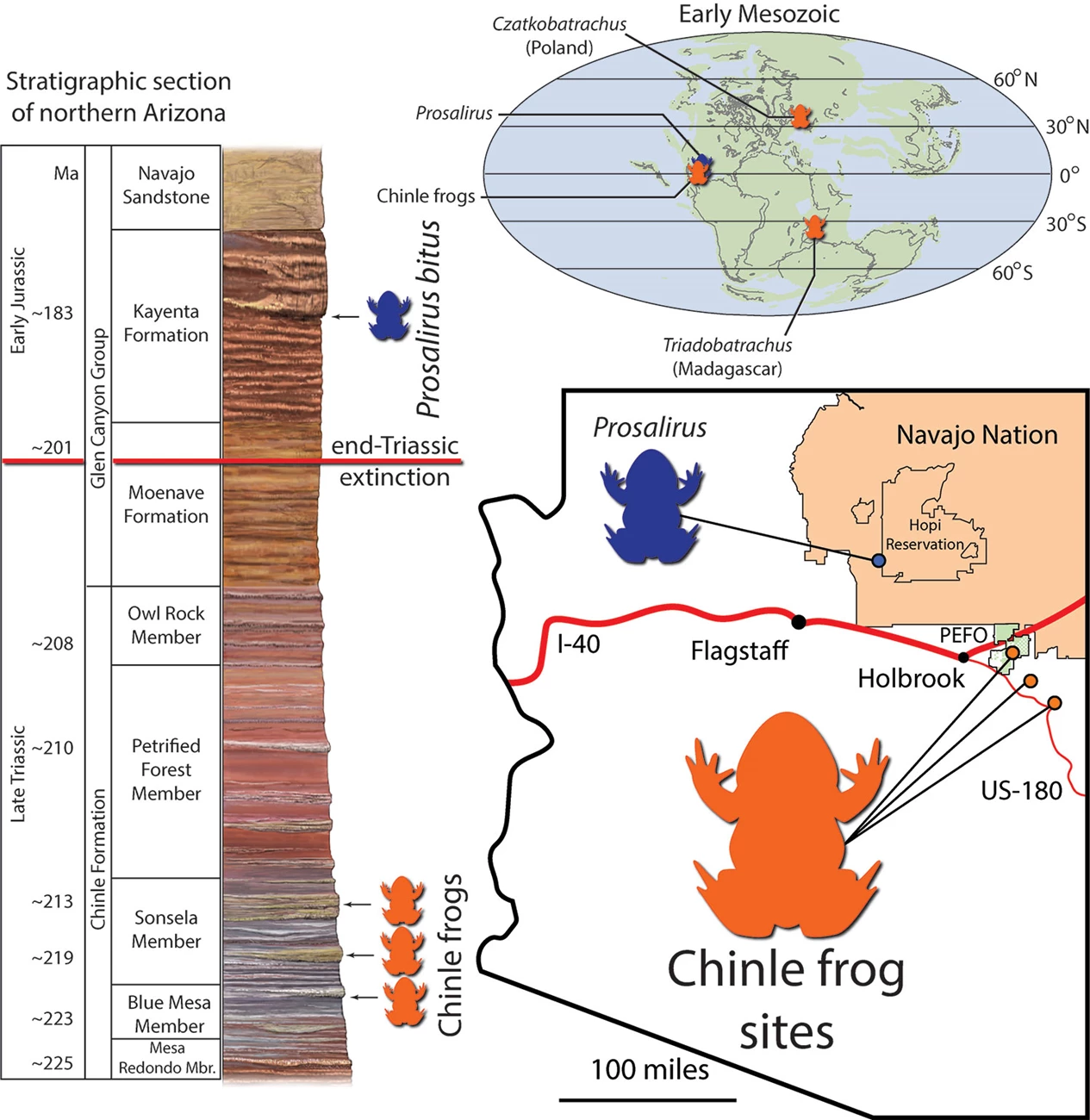 Graphic of Late Triassic and Early Jurassic frogs Graphic of Late Triassic and Early Jurassic frogs