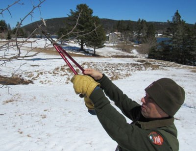 Figure 3 Park staff member in uniform cuts a tree branch with dry, curled leaves with small insect web