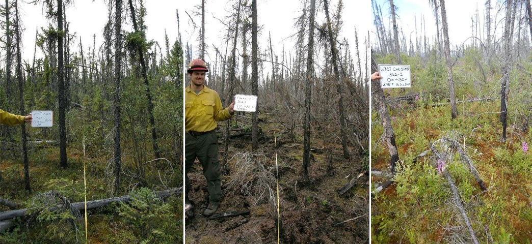 Three photos side-by-side showing black spruce forest at pre-fire and 1 and 8 years post fire.