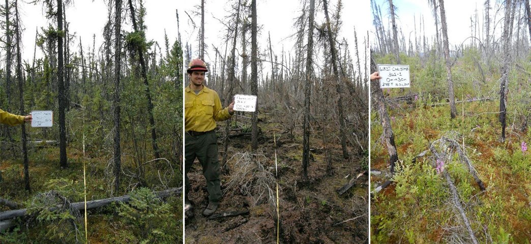 Figure 4 Group Three photos side-by-side showing black spruce forest at pre-fire and 1 and 8 years post fire.