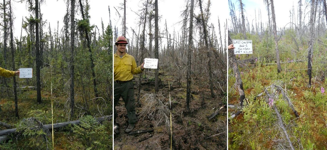 Figure 4 Group Three photos side-by-side showing black spruce forest at pre-fire and 1 and 8 years post fire.
