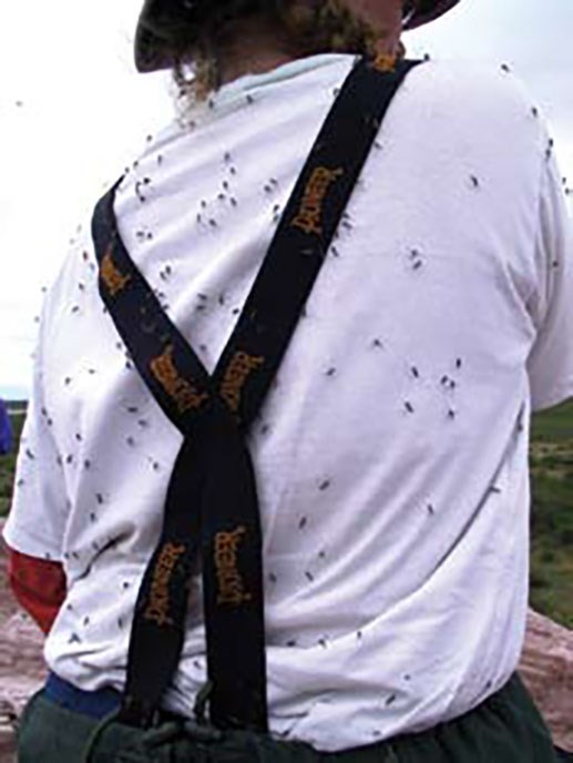 Bane of Beringia: Mosquitos A person's back covered in mosquitoes