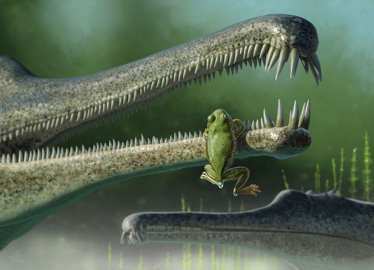 A Late Triassic frog clings to the snout of a phytosaur