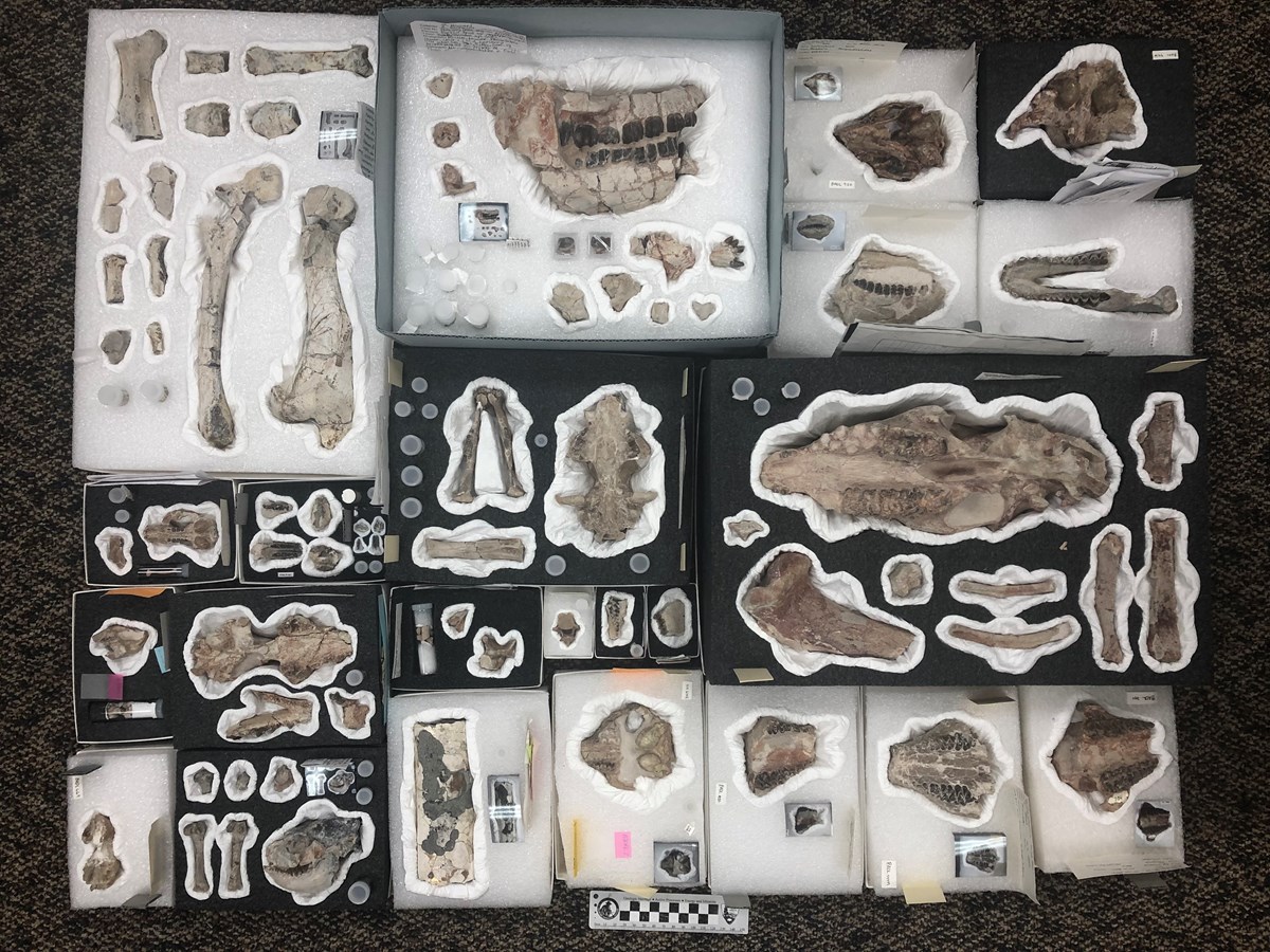 A sample of fossils prepared during the 2019 season