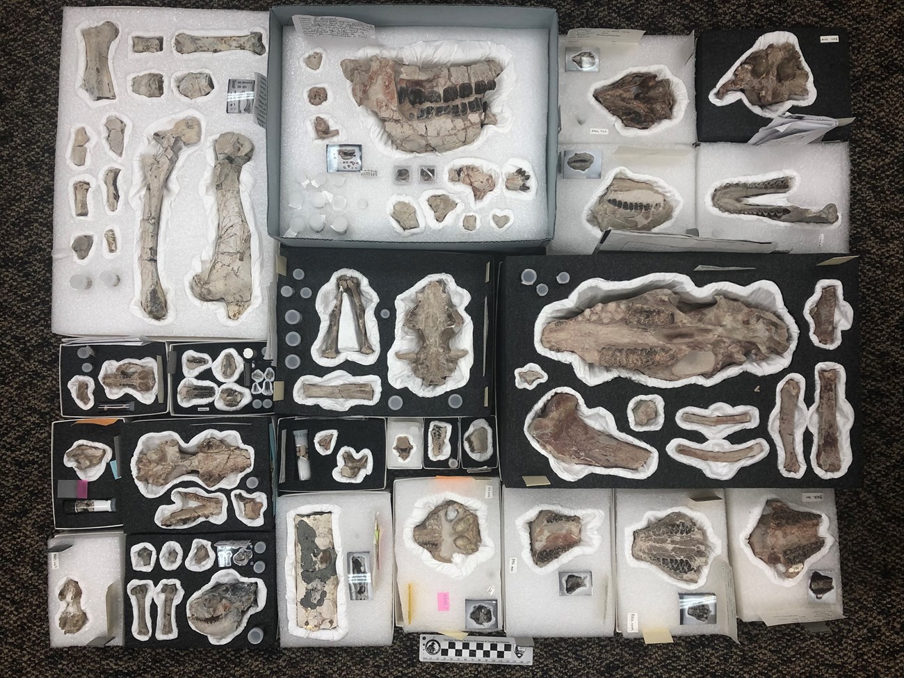 Figure 5 - A sample of fossils prepared during the 2019 season A sample of fossils prepared during the 2019 season