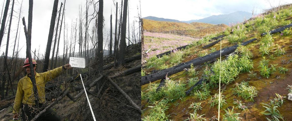 Two pictures side-by-side of a white spruce forest that was burned in 2009. Image on left is ashen. Image on right shows considerable, green regrowth.